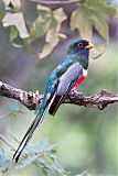 Elegant Trogon